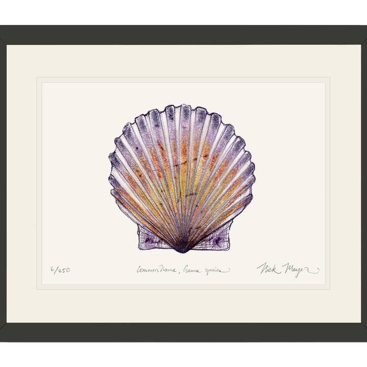 Impression Édition Limitée Coquille Saint-Jacques pour la vente par Nick Mayer Art