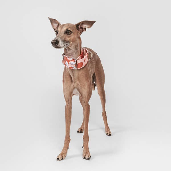 Begu - Venta al por mayor Collar - Perros - Collar Martingale - Galgos Libres