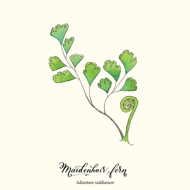 Maidenhair Fern botanical illustration in watercolor for wholesale by Molly Chidsey Illustration & Design