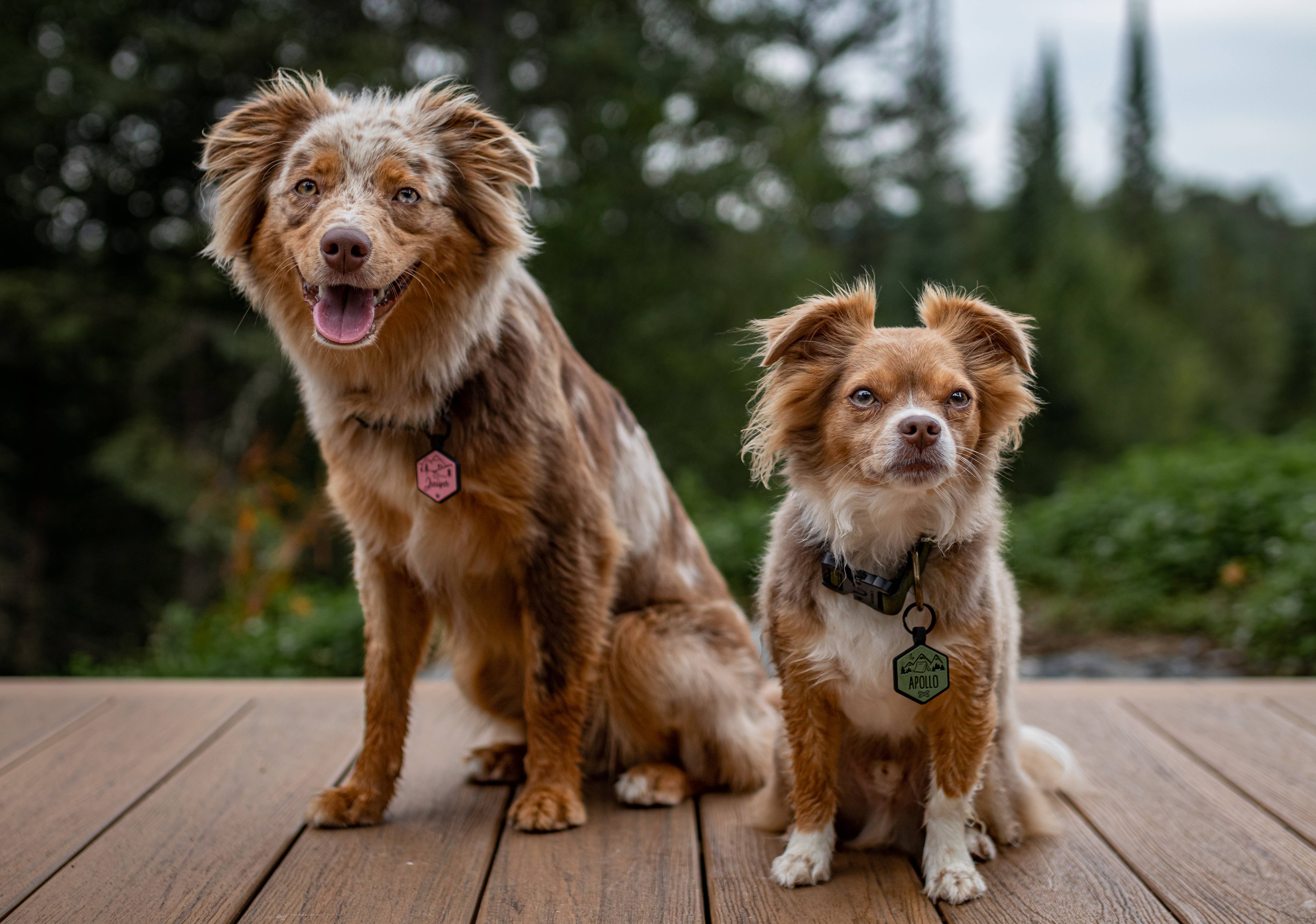 Besties Pets - Wholesale Pet Identification Tag - Dog - Paw Silicone Dog ID Tag20