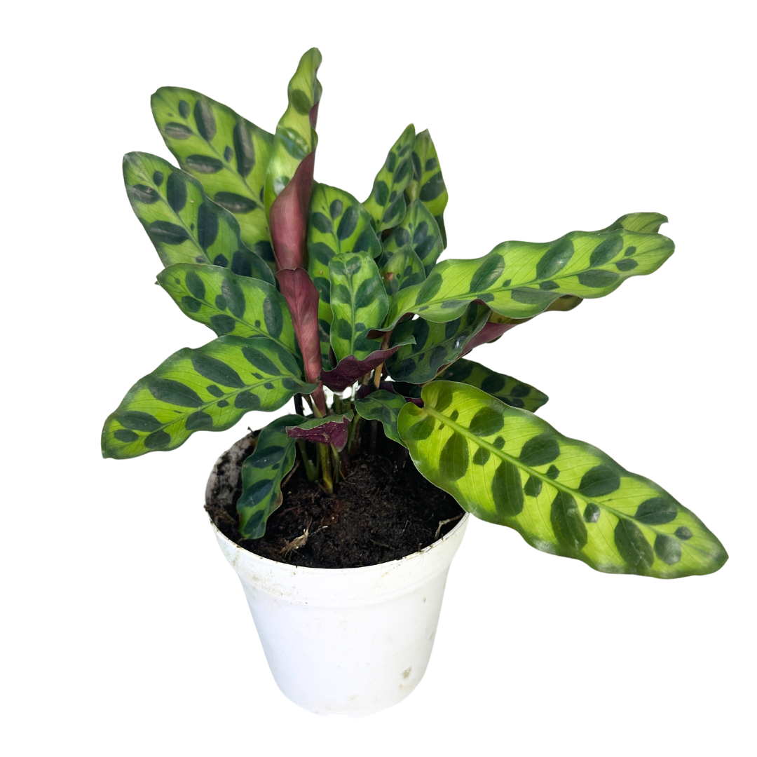 Flow State - Wholesale Live Plant - 4" Calathea Rattlesnake (Calathea lancifolia) – Live Plant1