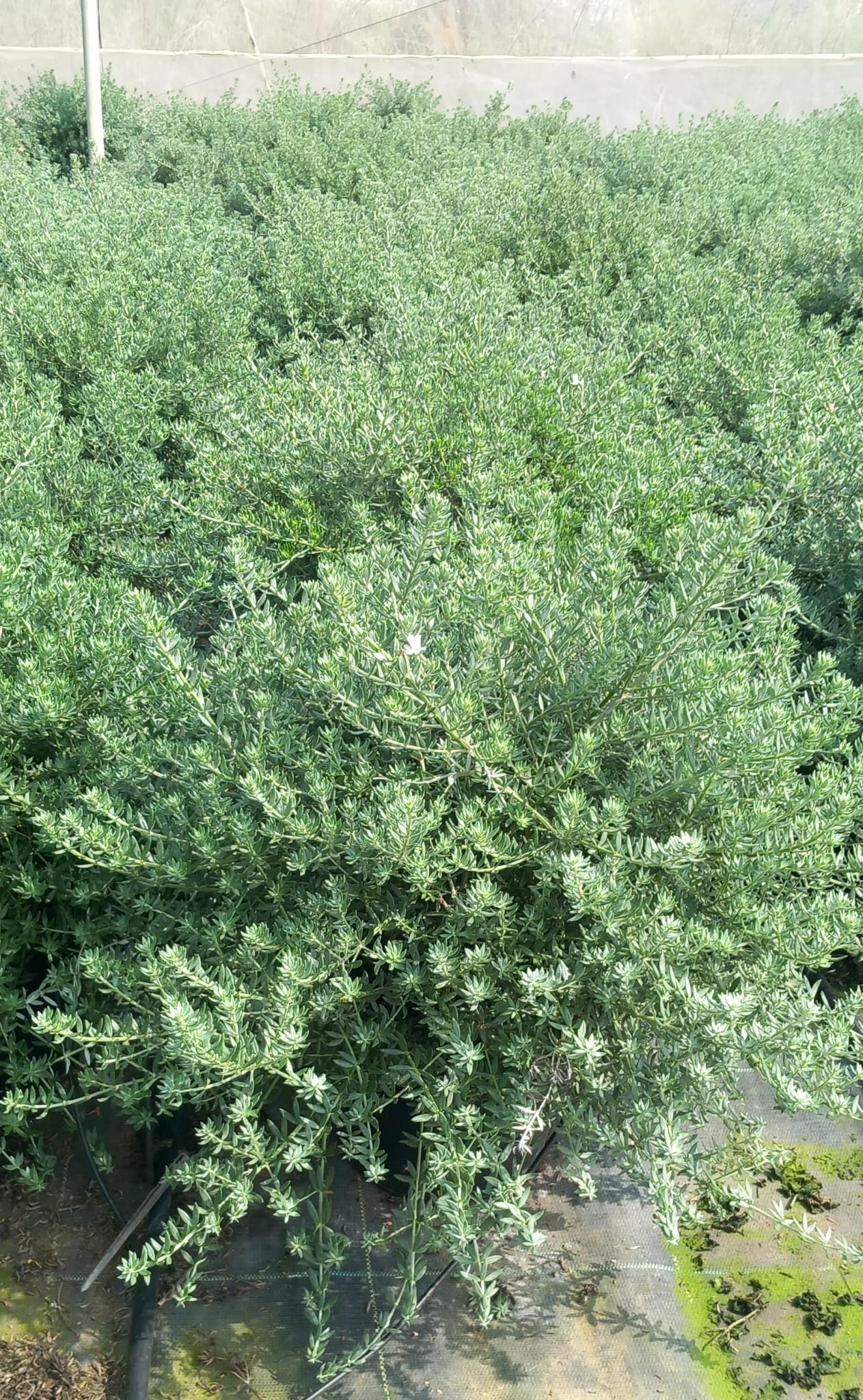 VIVERCID – wholesale Live plant – Westringia Fruticosa0