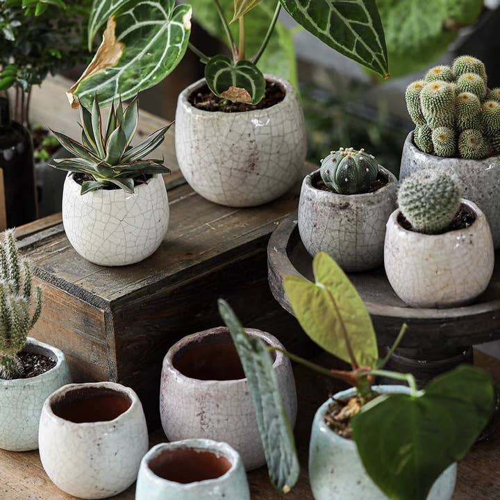 Ensemble de 5 pots à succulentes émaillés craquelés choisis au hasard pour la vente par Rustic Reach