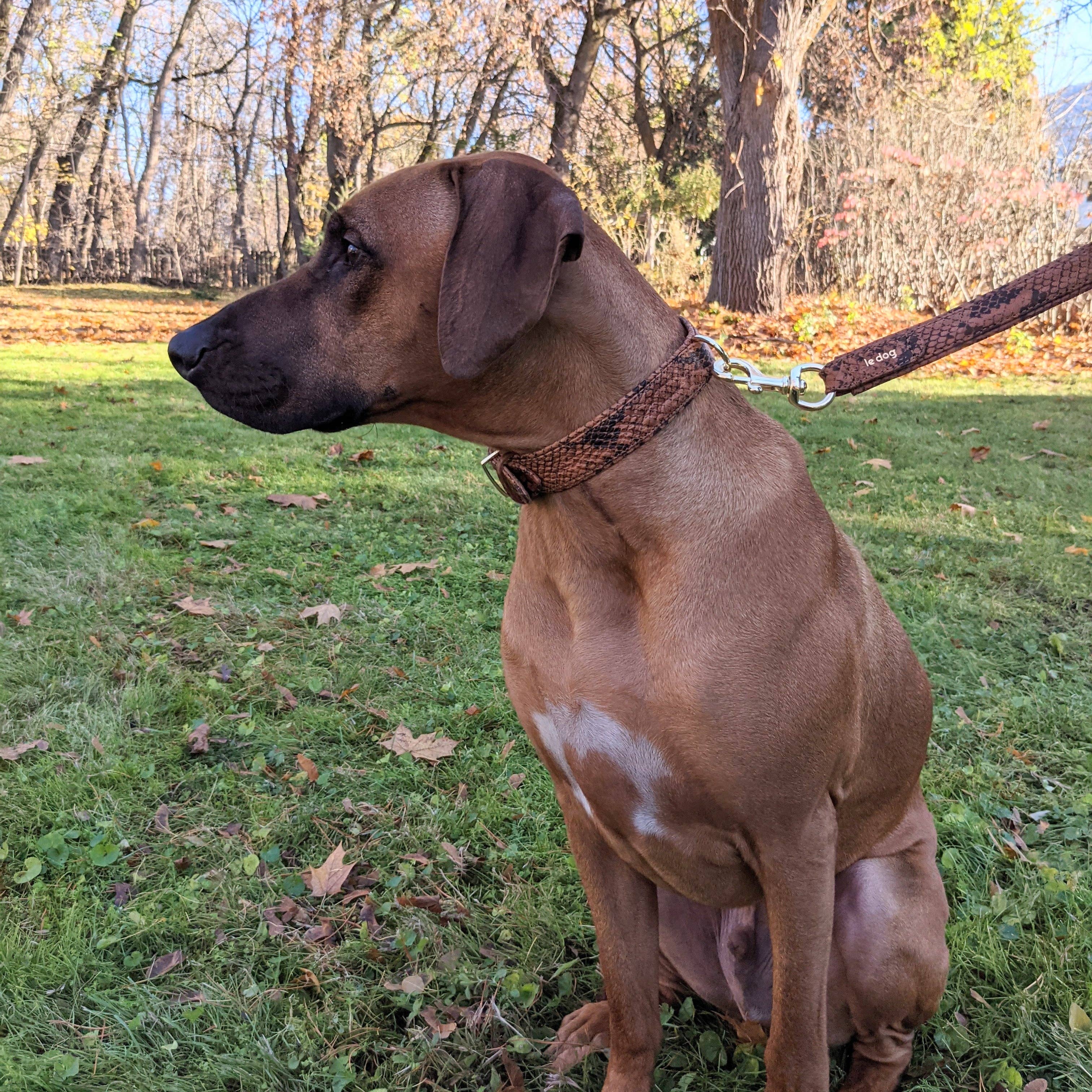 Le Dog Company - Wholesale Pet Collar - Dog - Padded Leather Collar16