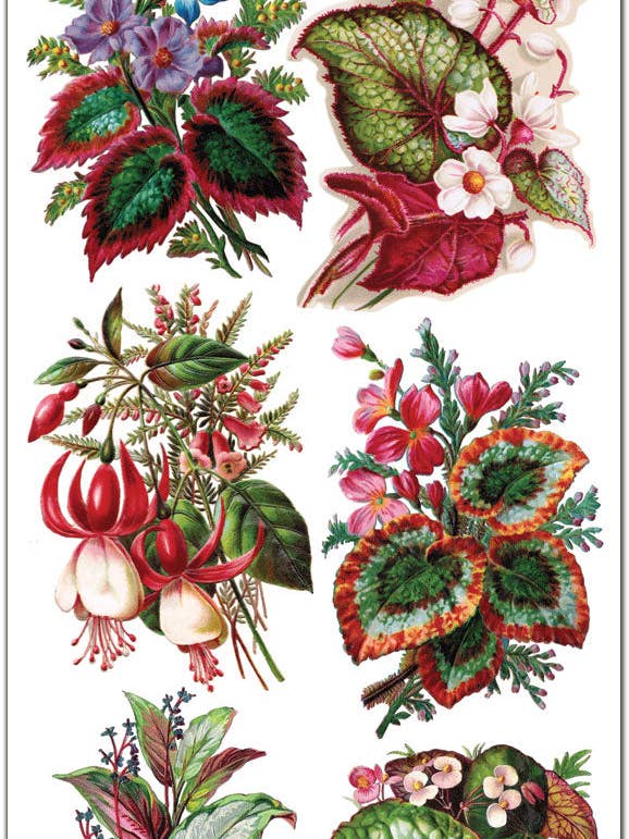 C50 Exotic Plant Stickers for wholesale by Violette Stickers