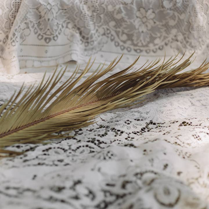 You Floral - Wholesale Dried/Pressed Flowers - Sago Palm Leaf