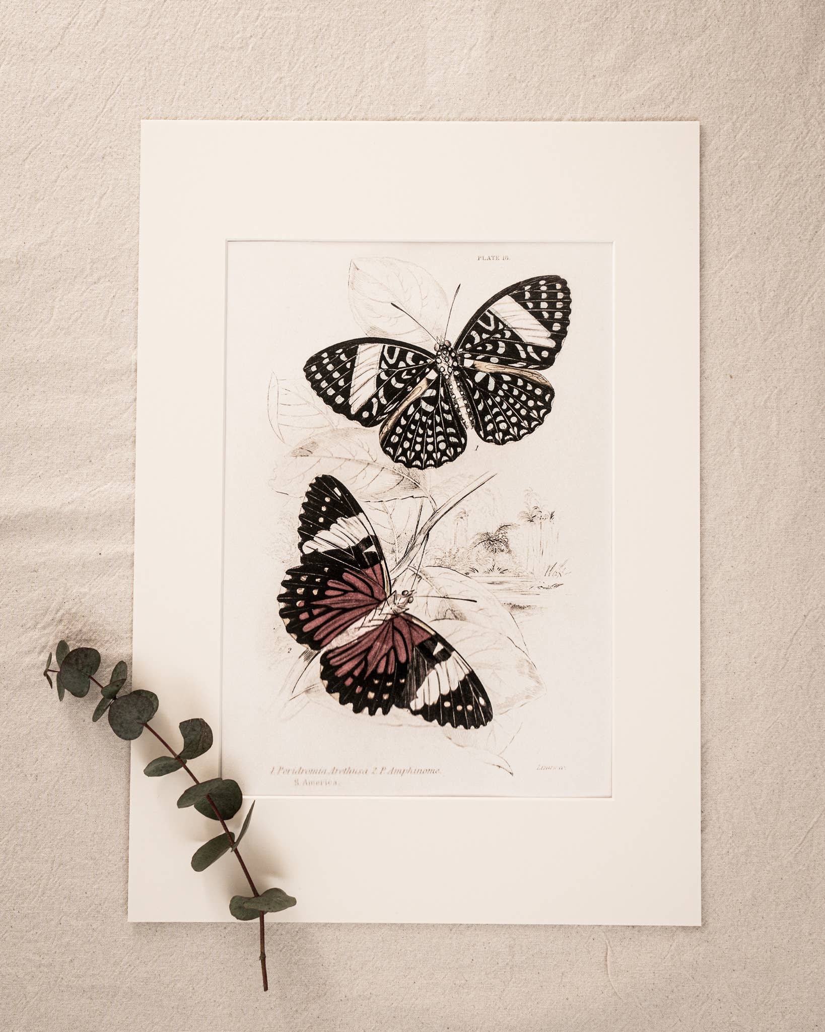 Coultura - Wholesale Gallery Wall Set - Framed Set of Four Vintage Butterfly Art Prints 02 (Black Noir Frame Collection)12