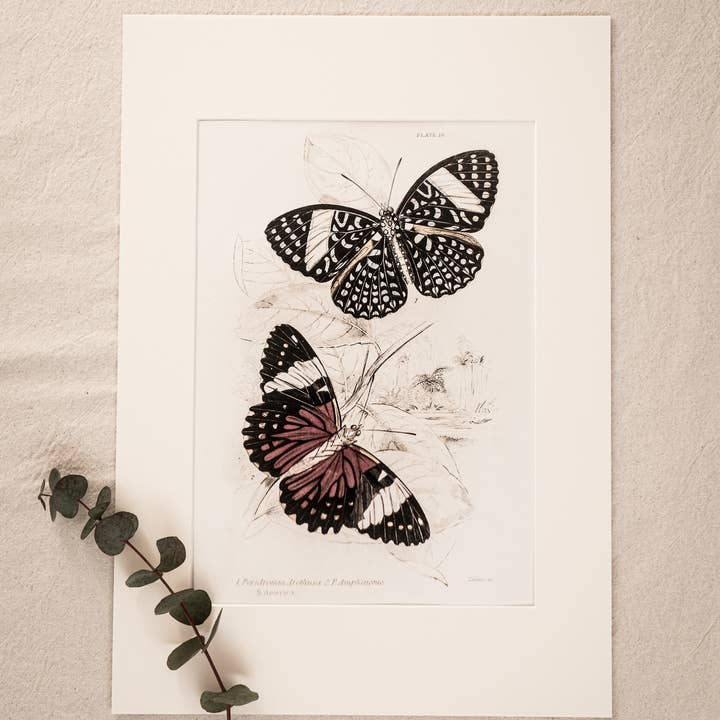 Coultura - Wholesale Gallery Wall Set - Framed Set of Four Vintage Butterfly Art Prints 02 (Black Noir Frame Collection)12