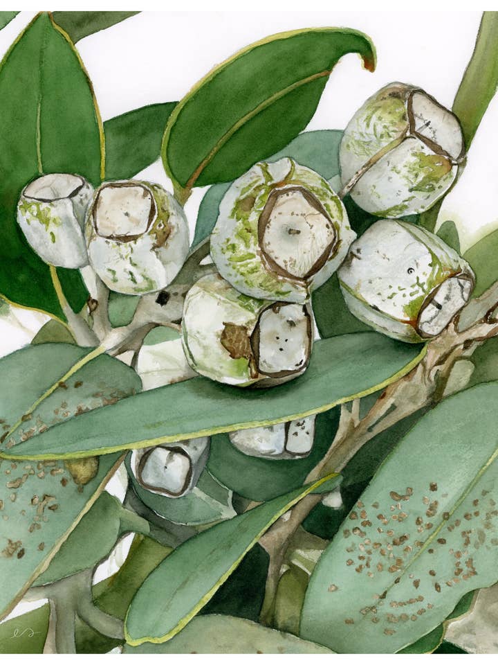 Stampa di Noci di Gomma – Arte Murale Botanica Nativa Australiana per la vendita all'ingrosso da parte di Art by Emma Lian