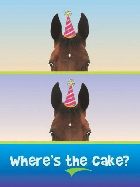Horse Hollow Press - Wholesale Birthday Card - Horse Greeting Birthday Card / Where’s the Cake? / Funny 6