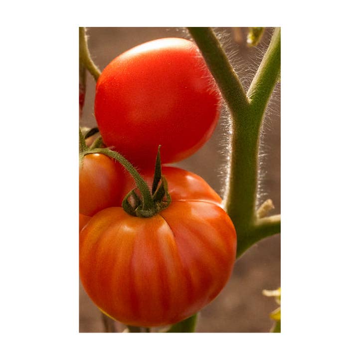 Chive - Wholesale Plant Seeds - 2026 Old German Heirloom Tomato Vegetable Seeds Packet2