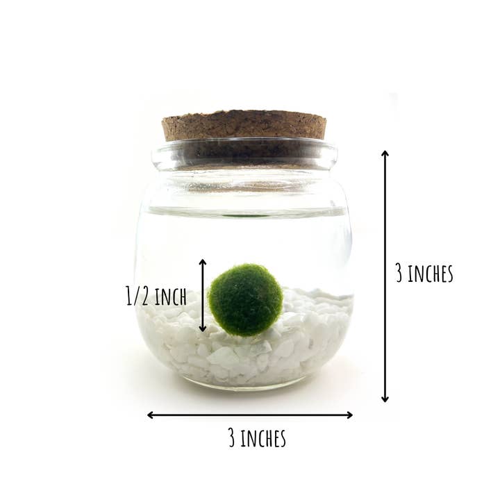 Moss Amigos | Moss Ball Terrariums - Wholesale Live Plant - Classic Medium Marimo Moss Ball Terrarium4