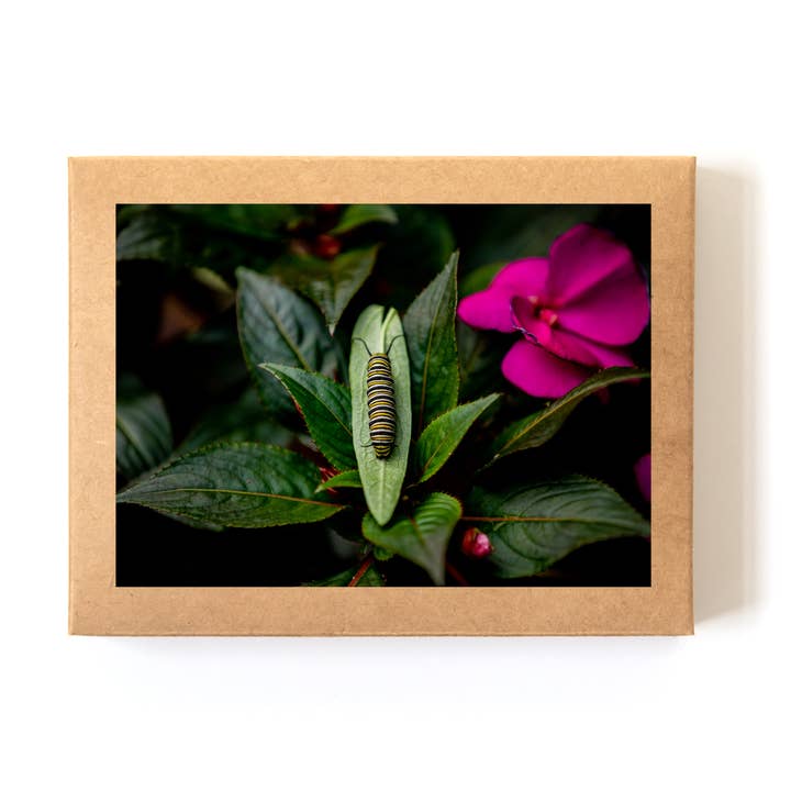 Set in scatola per biglietti «Garden Caterpillar» (8 biglietti+buste) per la vendita all'ingrosso da parte di Andrea Morris Art