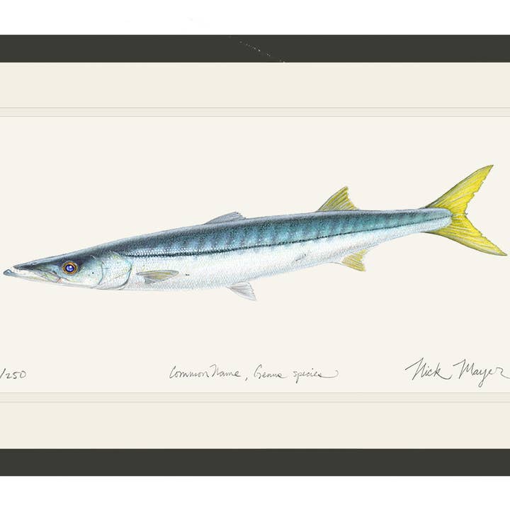 California Barracuda Limited Edition Print for wholesale by Nick Mayer Art