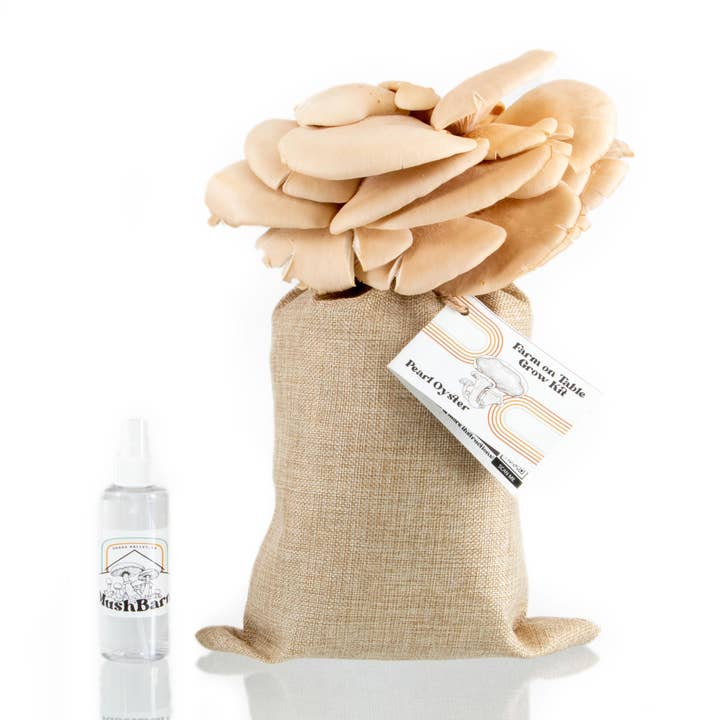 Oyster Mushroom Grow Kit - Blue Oyster and Pearl Oyster for wholesale by MushBarn