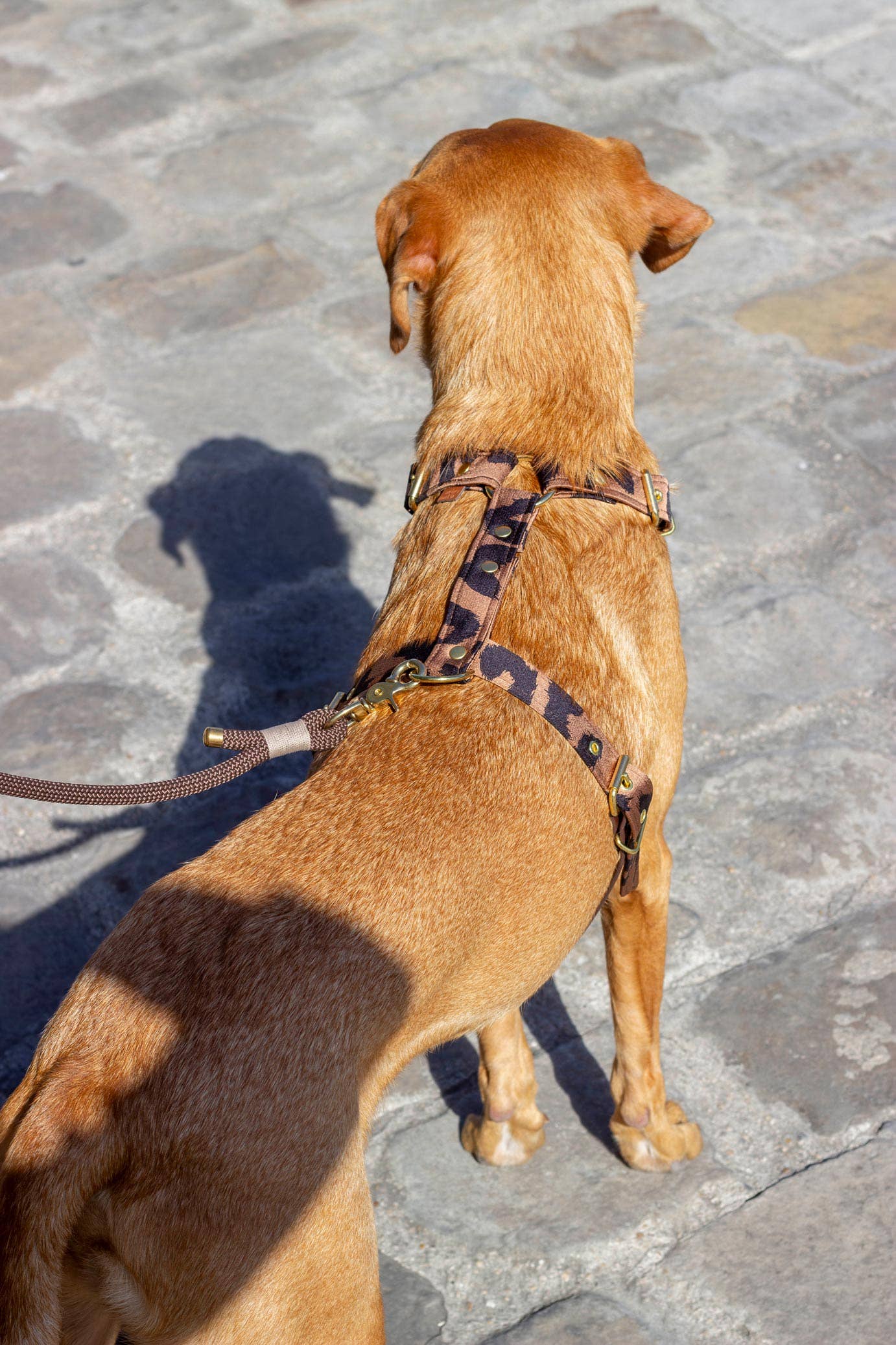 Atelier Markiz - Wholesale Pet Harness - Dog - Wild Harness5