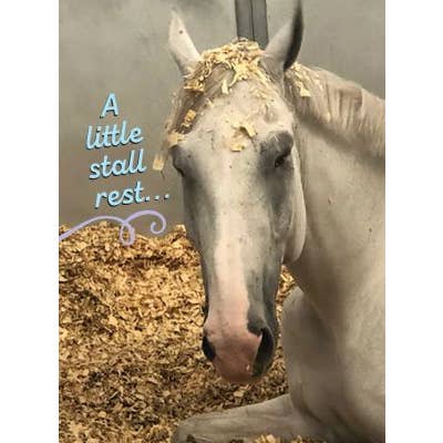 Horse Hollow Press - Wholesale Get Well Card - Horse Get Well Card / A Little Stall Rest... / Funny5
