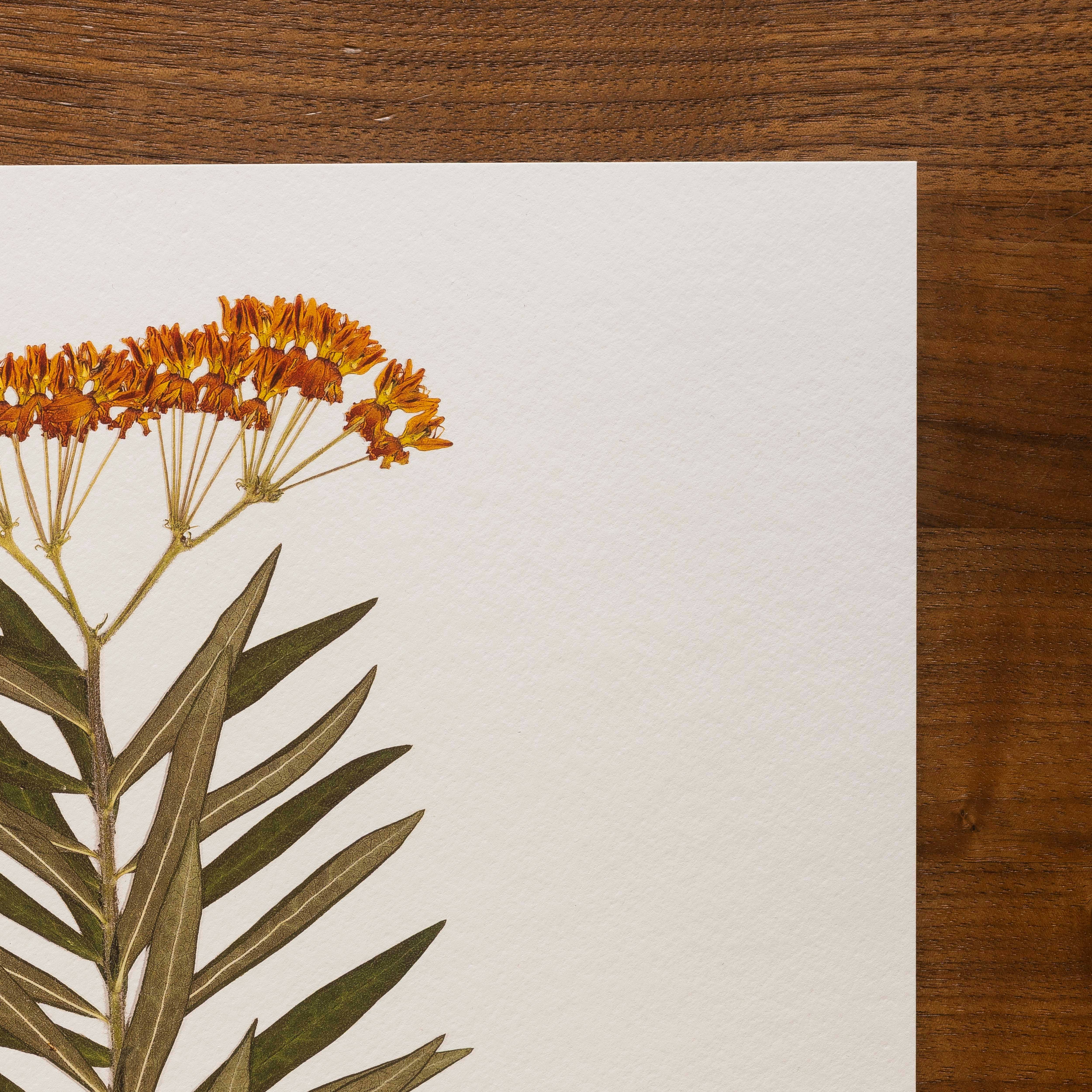 Hope Steinle Pressed Flower Art - Wholesale Art Print - Pressed Flower Fine Art Print - "Milkweed Moment"2