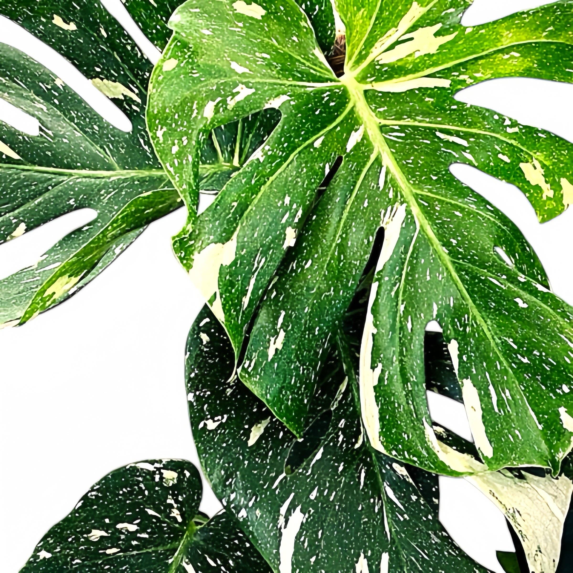 Plant Vault - Wholesale Live Plant - Monstera Thai Constellation1