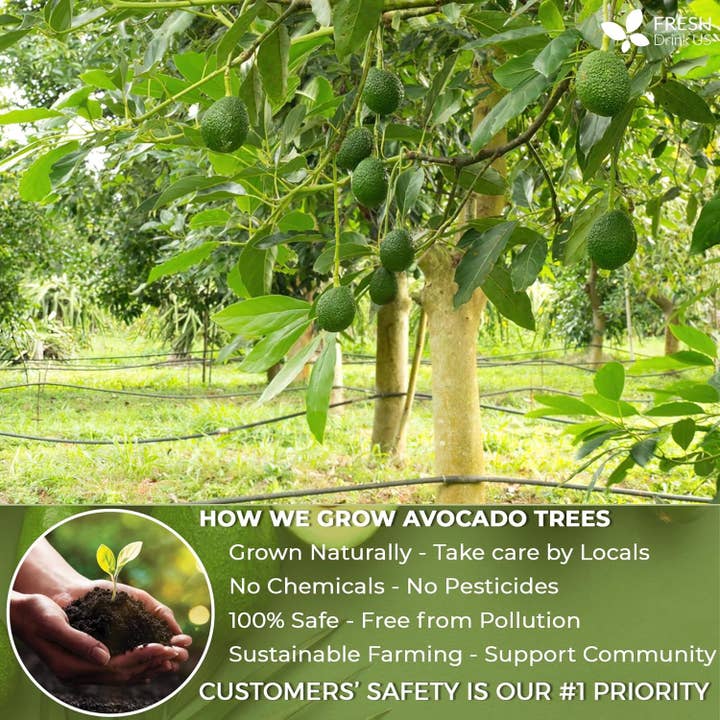 Naomi's Happy Place Shop - Wholesale Health/Detox Tea - Natural Avocado Whole Leaves Dried, Tea Bags, 100% Pure from Avocado Leaves, Avocado Leaf Tea, Hojas de Aguacate Seca, No Additives, No Caffeine, Vegan11