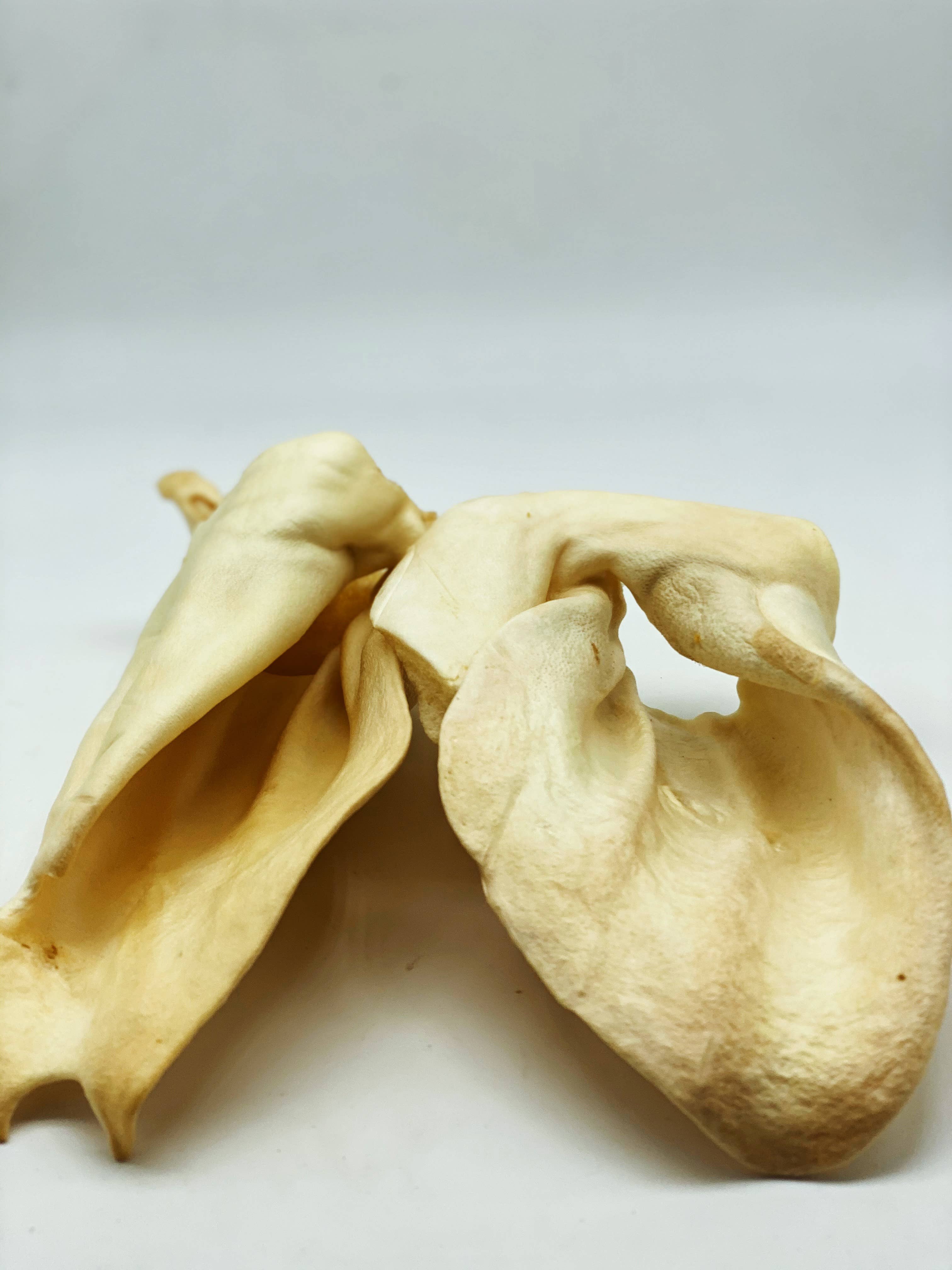 Live Pawsitive - Wholesale Pet Treats - Dog - Jumbo Cow Ears - 100% Natural Dog Treats, Made in USA1