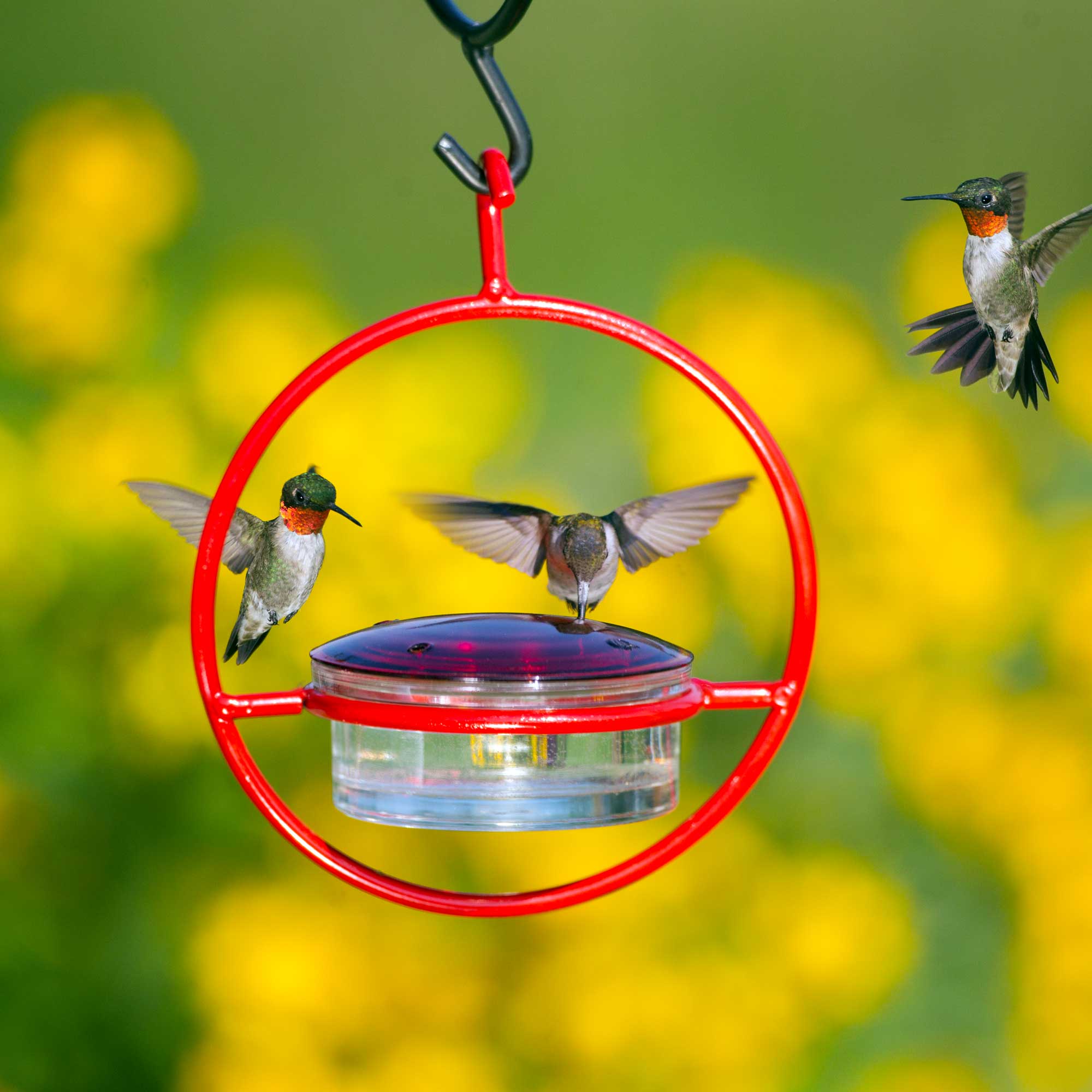 Couronne Co. - Wholesale Bird Feeder - Mosaic Birds Hummble Bold Hummingbird Feeder Red3