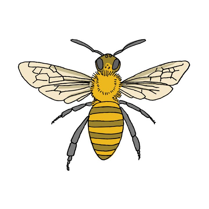Honey Bee Tattoo Pair for wholesale by Tattly