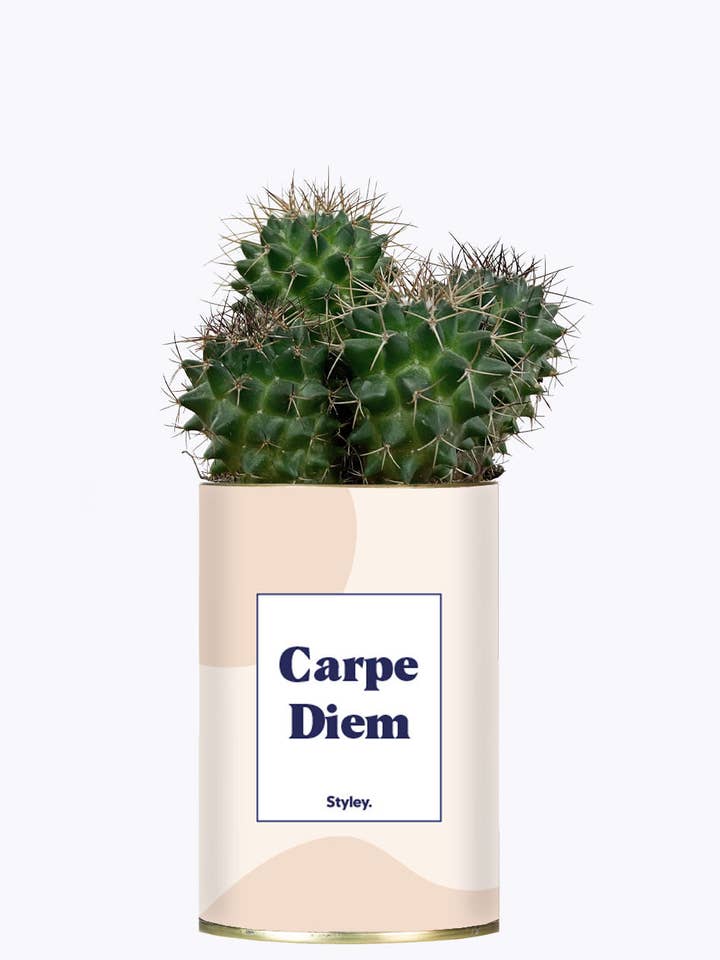 Carpe Diem - Cactus for wholesale by Styley