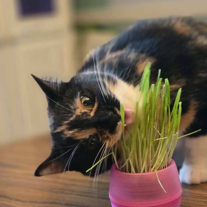 Mom’s Indoor Cat - Wholesale Pet Food - Cat - Cat Grass Deluxe Combo pack7