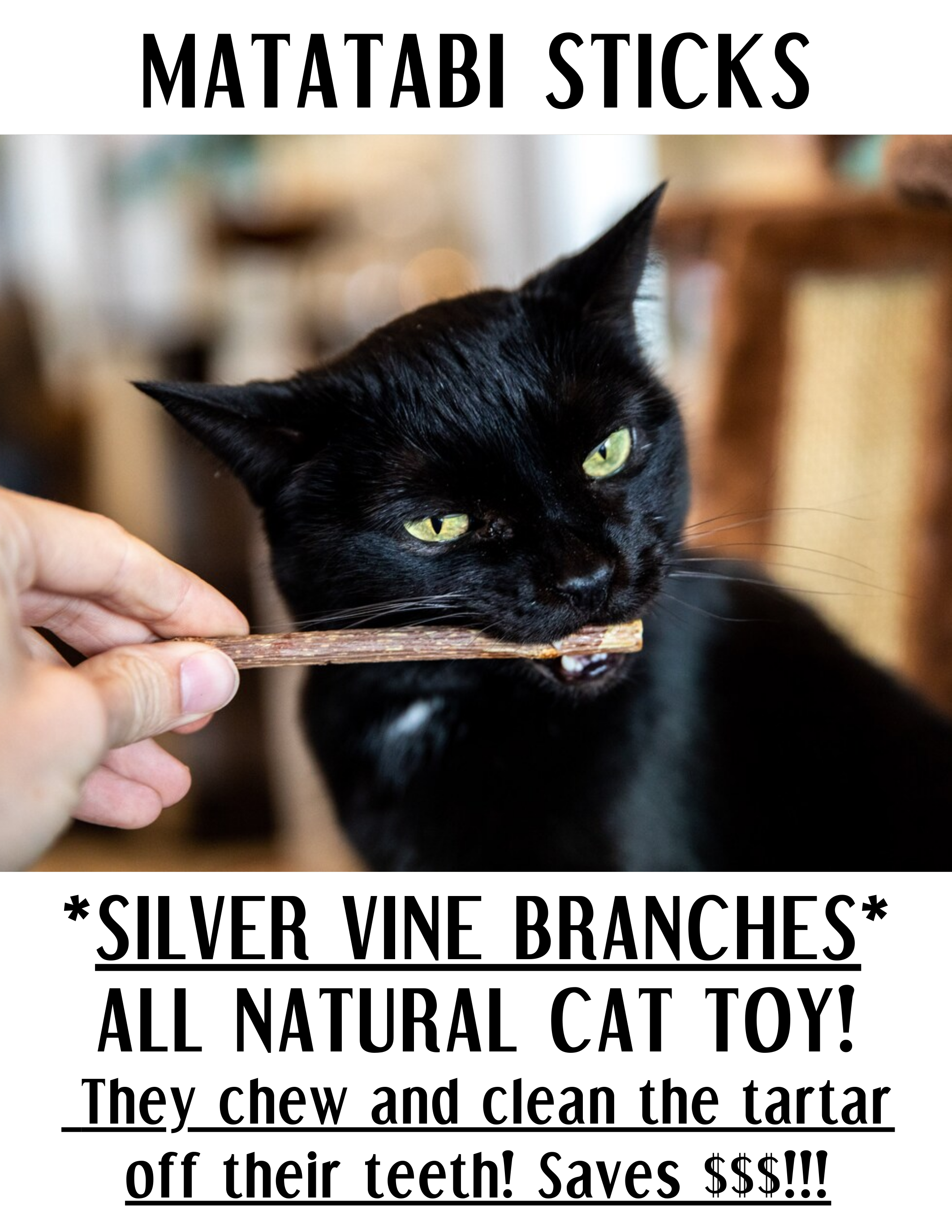 SHADY CAT SOCIAL CLUB - Vente Jouet – chat - Bâtonnets Matatabi | Jouet à mâcher pour chat | NOUVEAU ! Imprimables !2