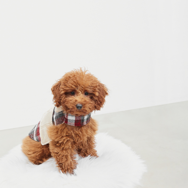 ARISTOPET – wholesale Ytterkläder - Hund – HUNDROCK LÖV9