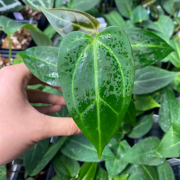 OrchidBox - Wholesale Live Plant - Anthurium papillilaminum × portillae