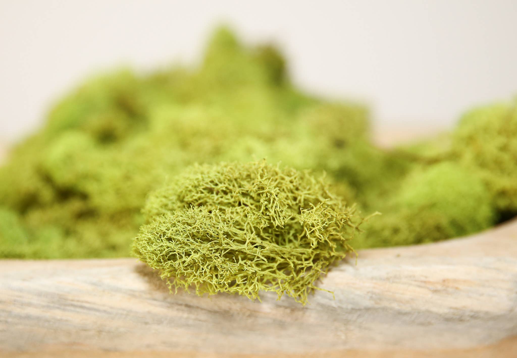 Forever Green Art - Wholesale Live Plant - Preserved Colored Deer Moss – 4oz Bag (Min. 8 Bags)11