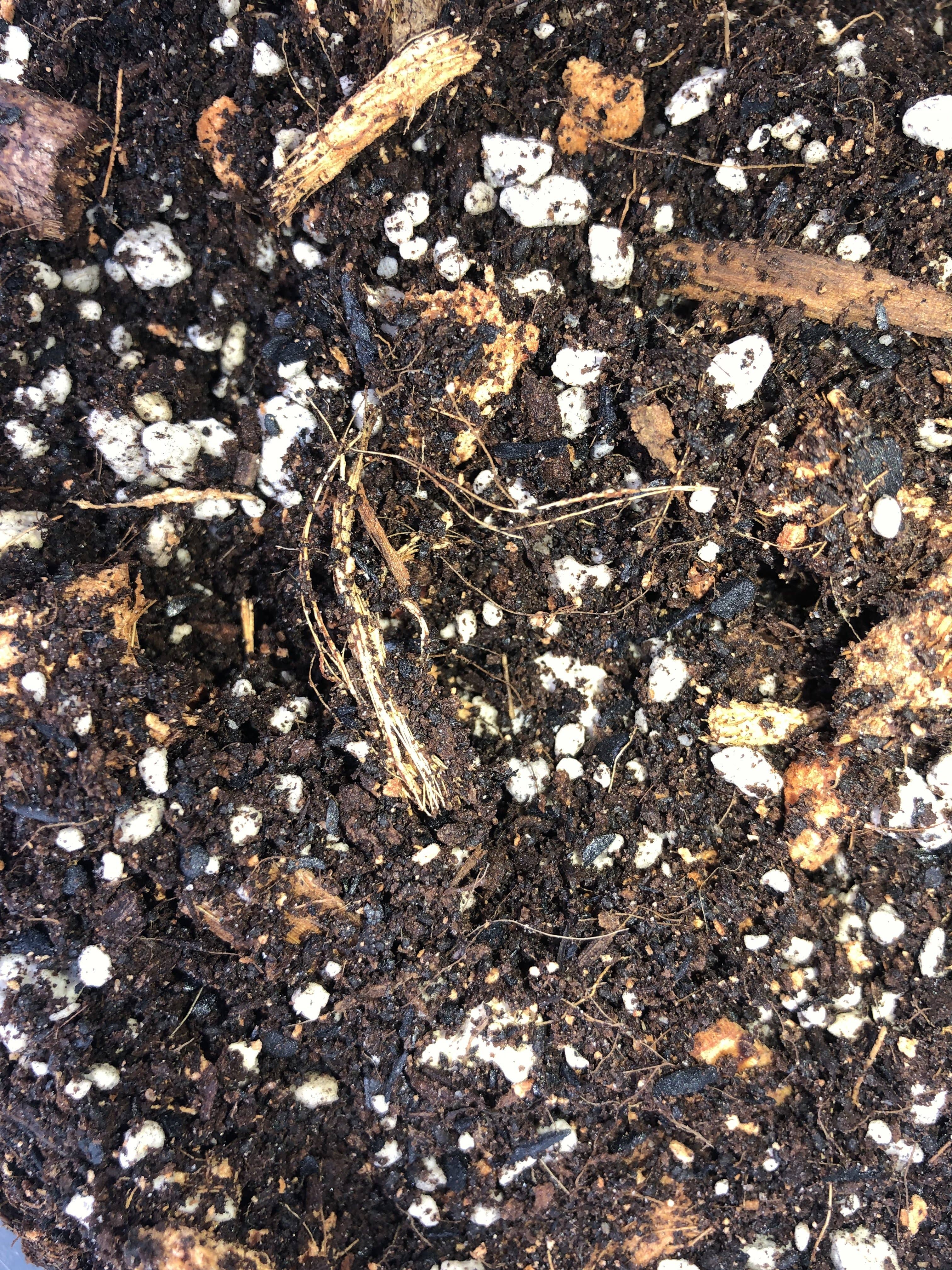 Rooting For You Plant Nursery - Vente Terreau de plantation/rempotage - Mélange de rempotage Premium MONSTERA3