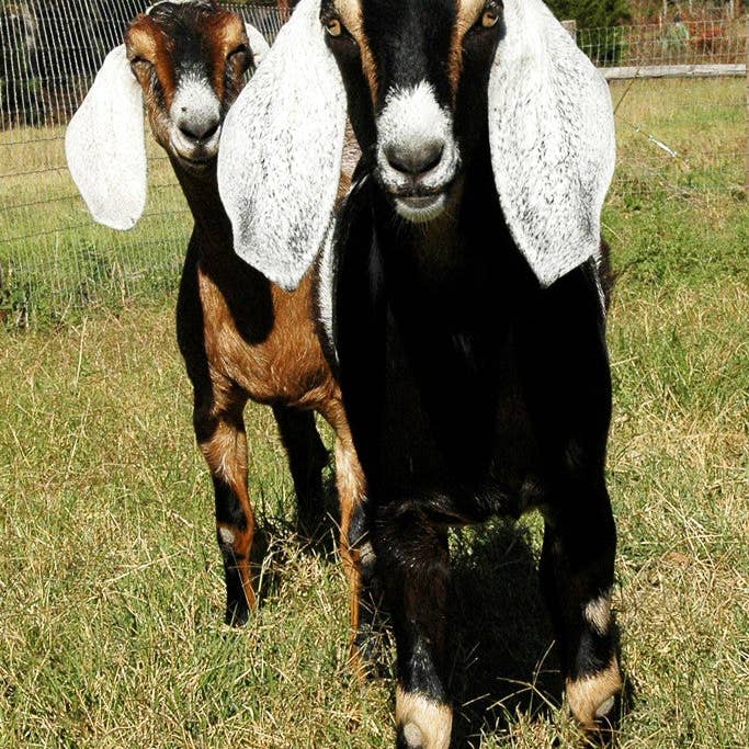 Sarah & Lillith for wholesale by Ann Woodall Studios