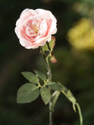 Artificial Blush Pink Single Medium Old English Rose for wholesale by Mezu Silk Flowers