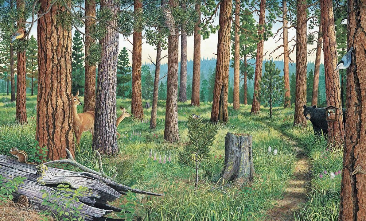 Frame of Mind - Wholesale Stationery/Notecard Set - Restoring America's Forests - Note Card0