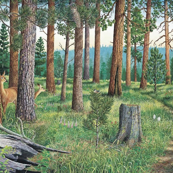 Frame of Mind - Wholesale Stationery/Notecard Set - Restoring America's Forests - Note Card