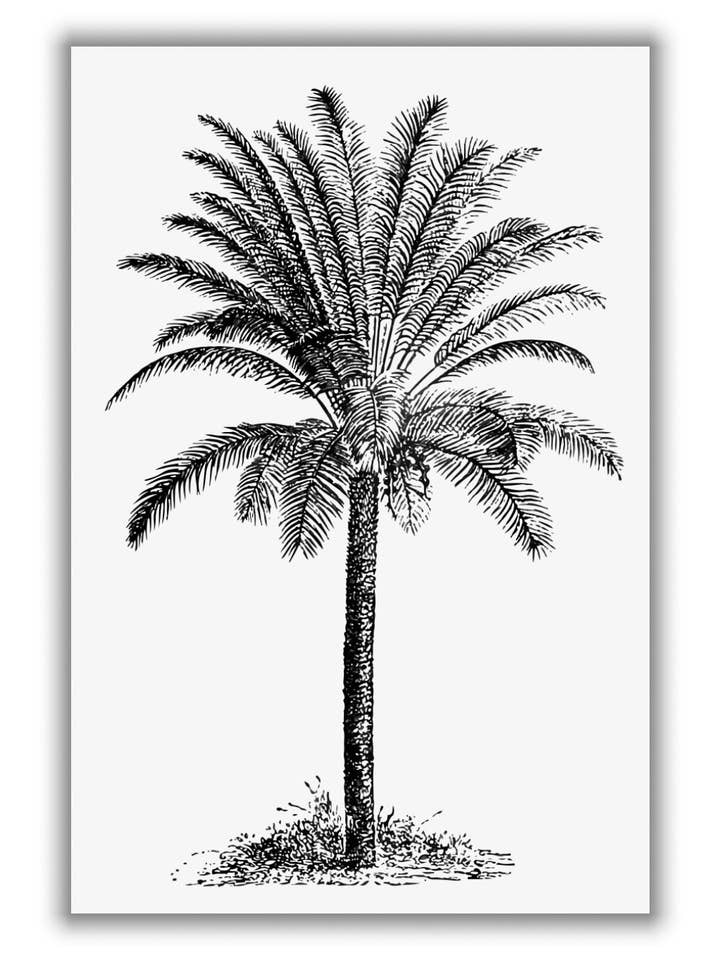 Vintage Palm Tree for wholesale by Stanley Print House