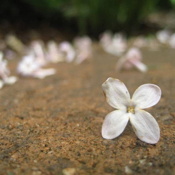 Fallen Lilac Flowers Photographic Print for wholesale by Sarah’s Card Co.