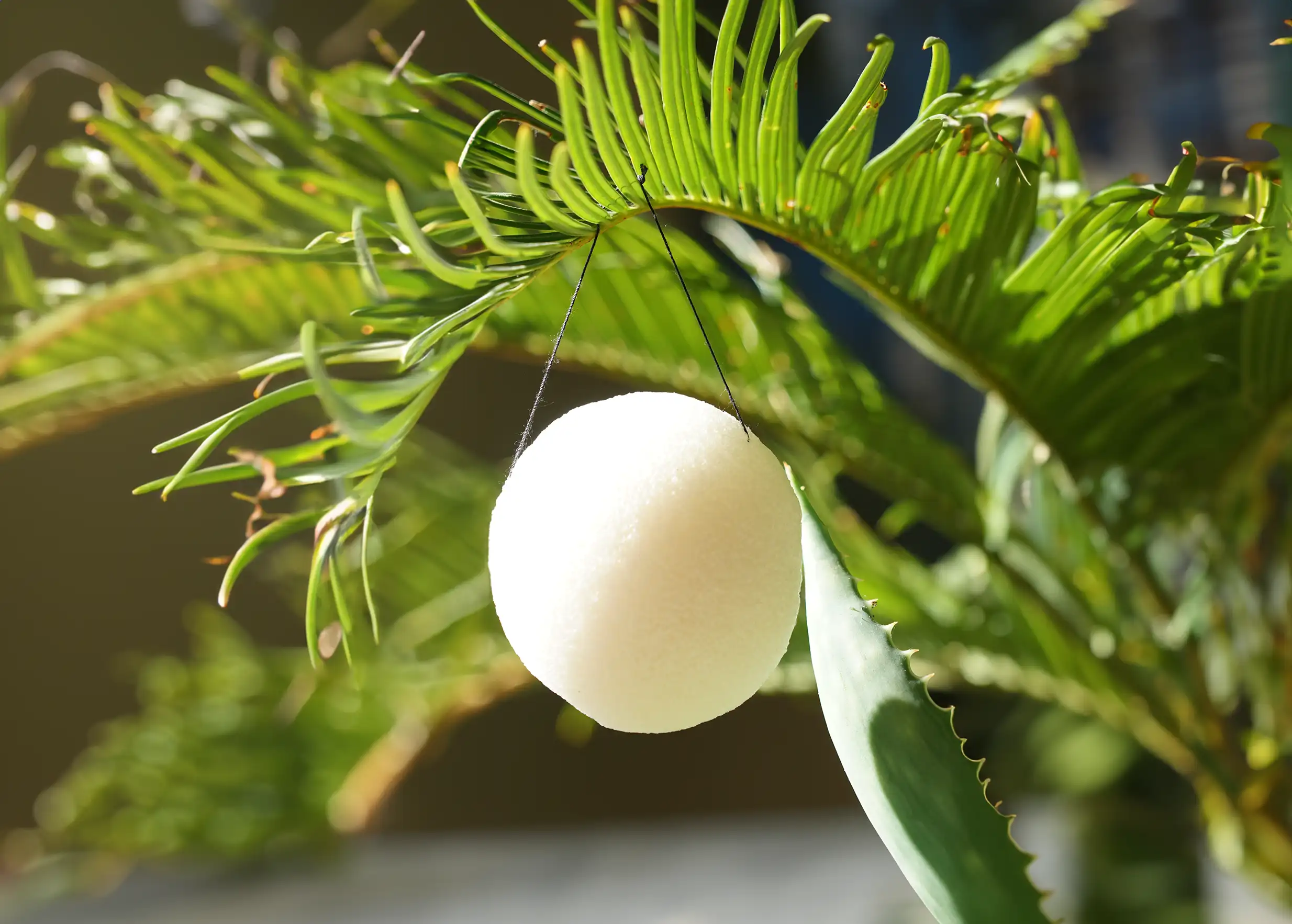 Karawan Authentic - Vente Éponges de bain - Eponge de Konjac biologique, naturelle, en vrac2