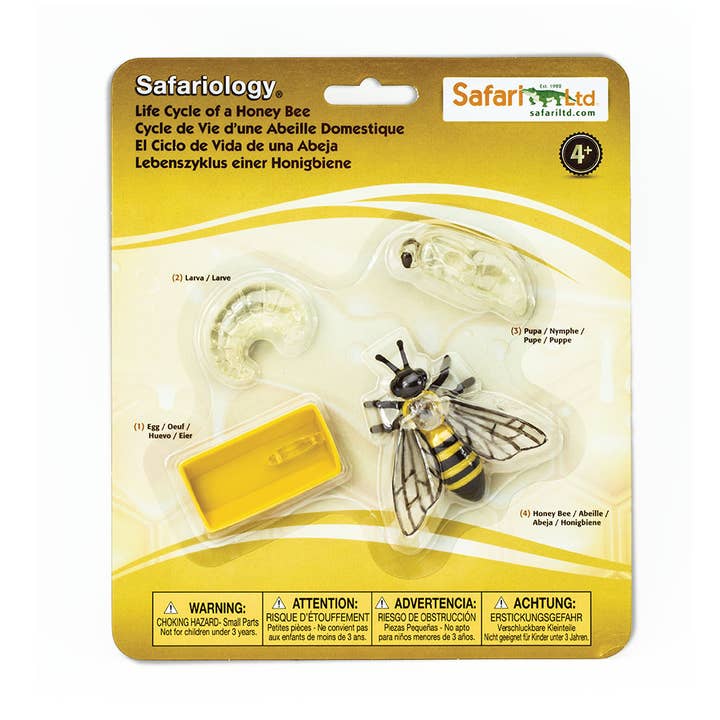 Life Cycle Of A Honey Bee - 622716 for wholesale by Safari Ltd.
