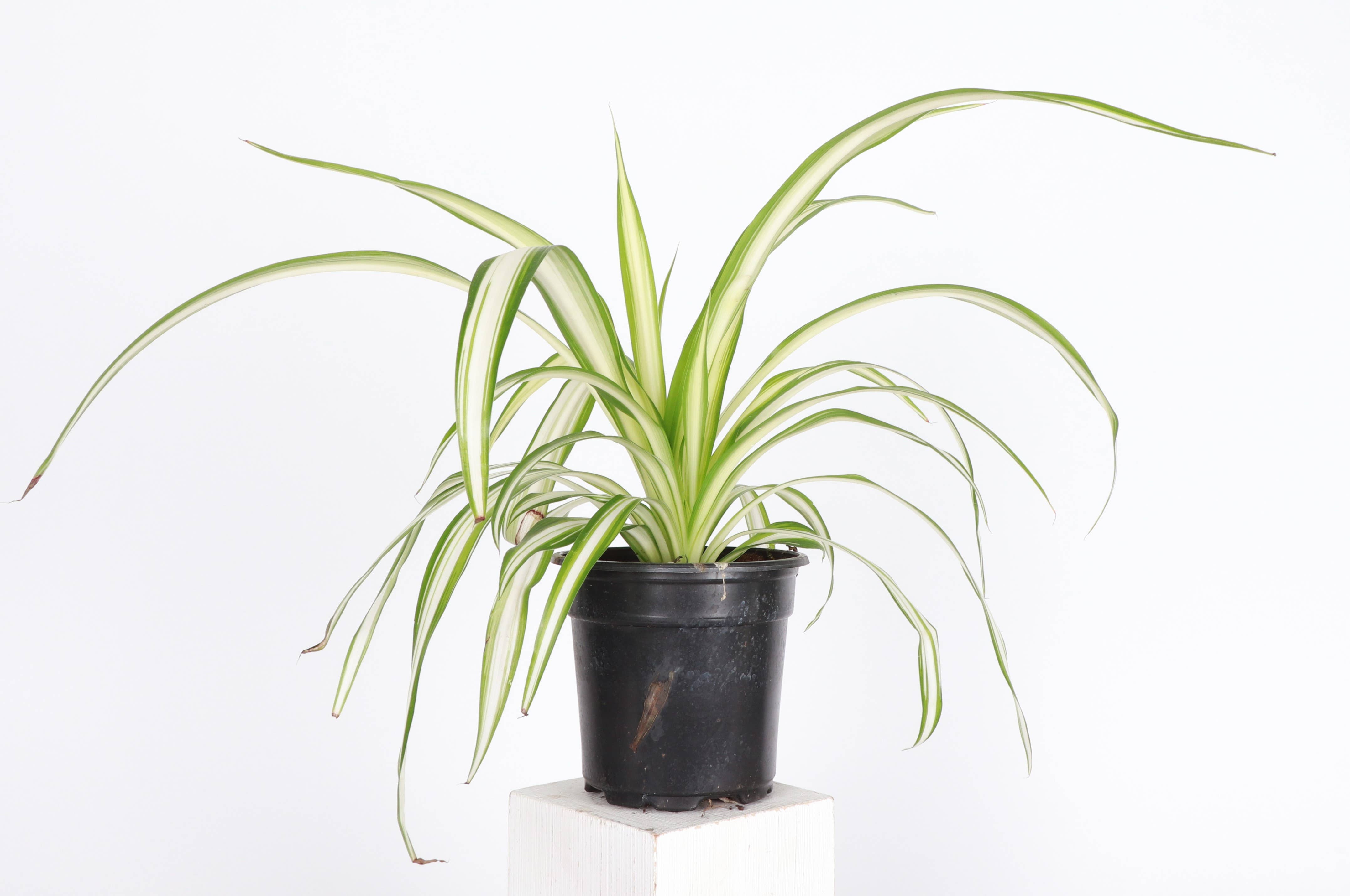 Thorsen's Greenhouse - Wholesale Live Plant - Spider Plant - Live Plant