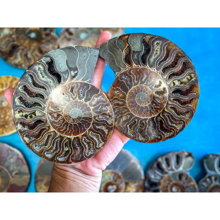 Mandala Gems - Wholesale Decorative Tabletop Object - Ammonite Fossil Pairs, Ethically Sourced Ocean Decor, Beachy