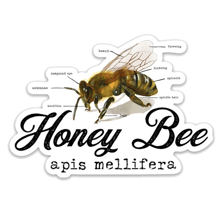 Honey Bee Die Cut Sticker for wholesale by Sweetgum Studio