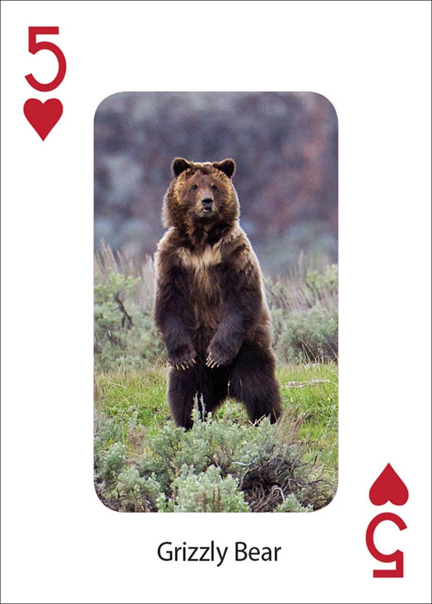 AdventureKEEN - Wholesale Playing Cards - Bears Playing Cards2