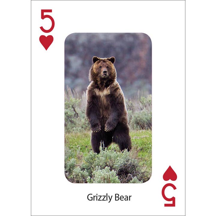 AdventureKEEN - Wholesale Playing Cards - Bears Playing Cards2