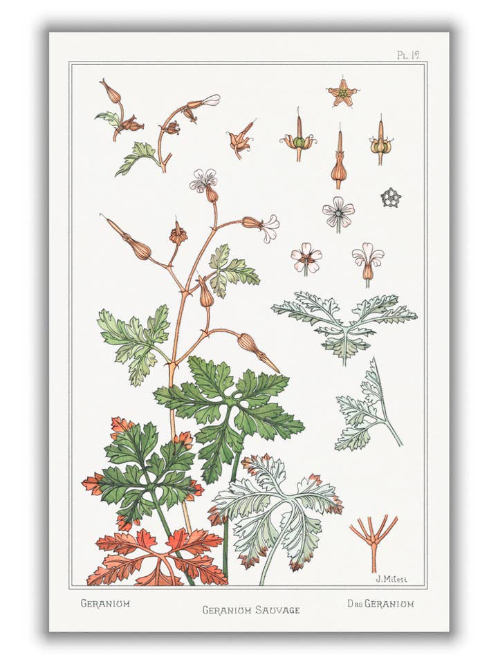 Geranium sauvage (geranio) di Maurice Pillard Verneuil per la vendita all'ingrosso da parte di Stanley Print House