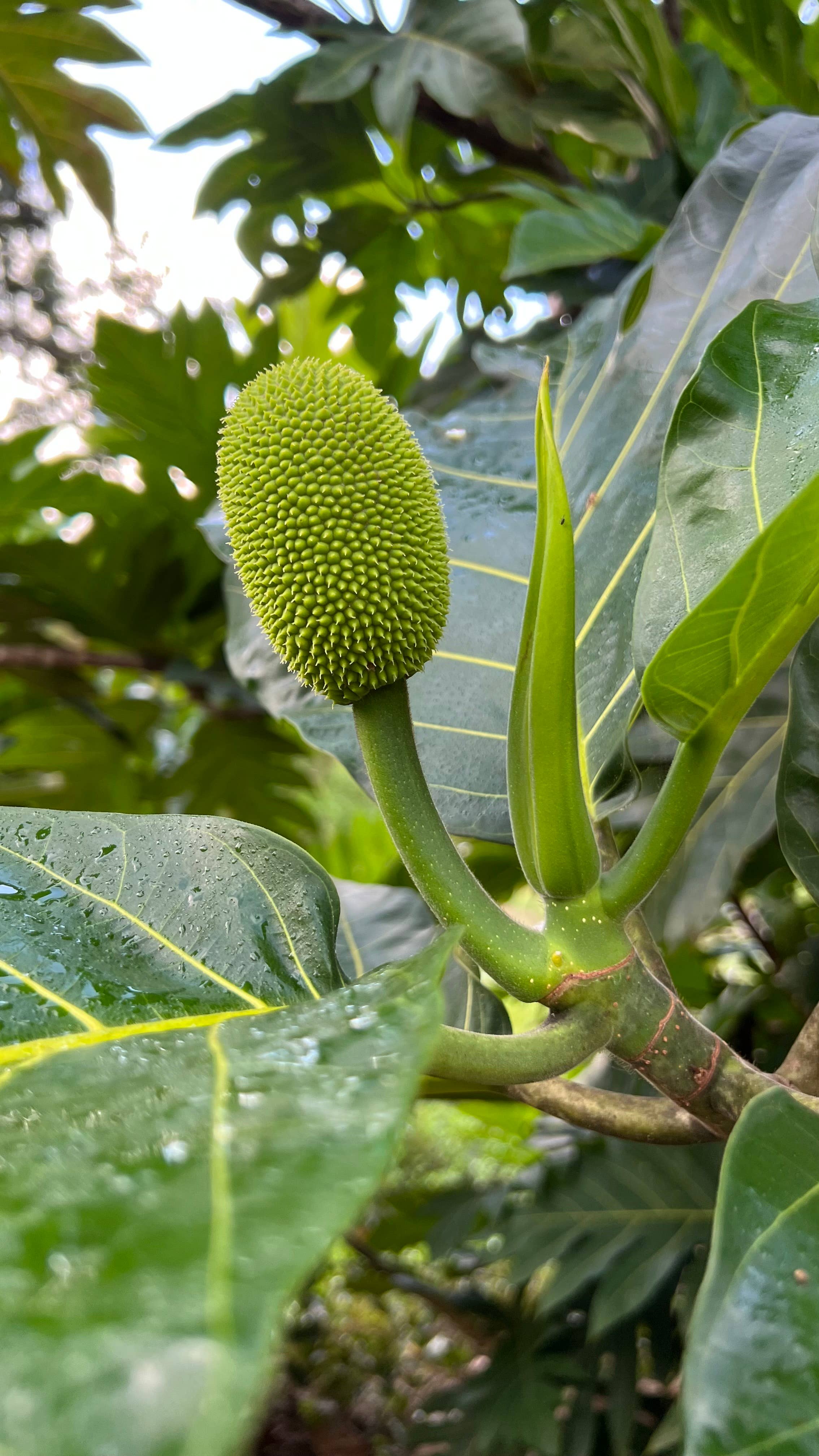 Aloha Bites - Wholesale Broodmix - (Breadfruit) ʻUlu Broodmix (GF/V)6