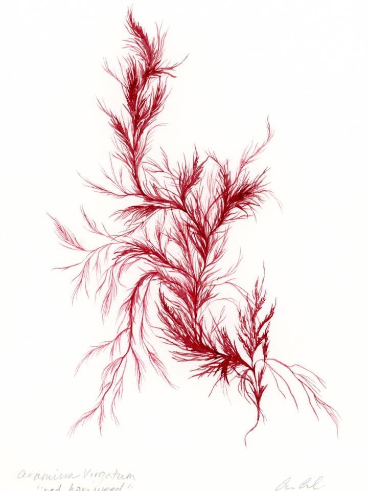 Röd hornört för wholesale av Artwork by Aine